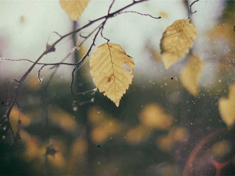 墨西哥亡灵节<br>qyi4ujty.cn 万寿菊桥归途